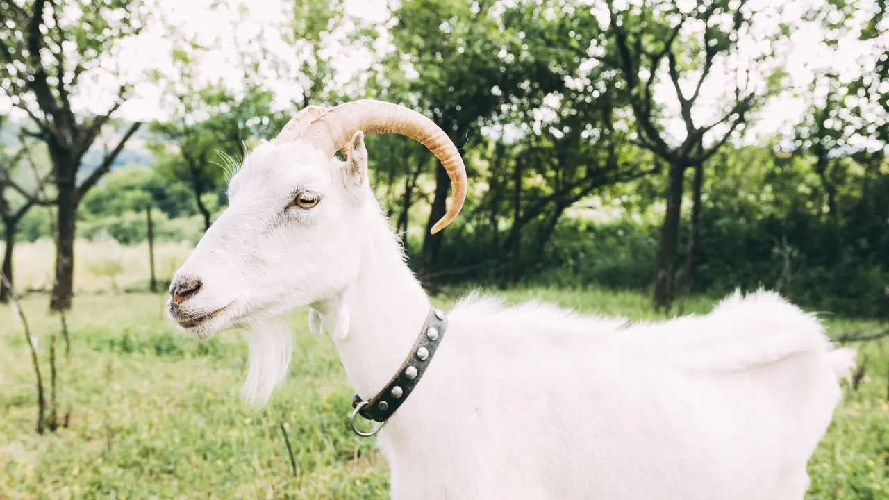 Daging Kambing