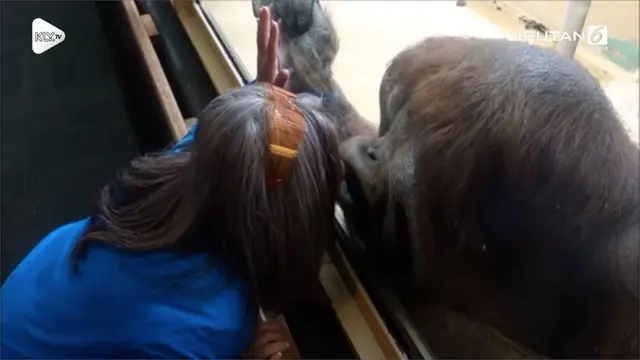 Satu individu orangutan terkejut saat seorang wanita menciumnya