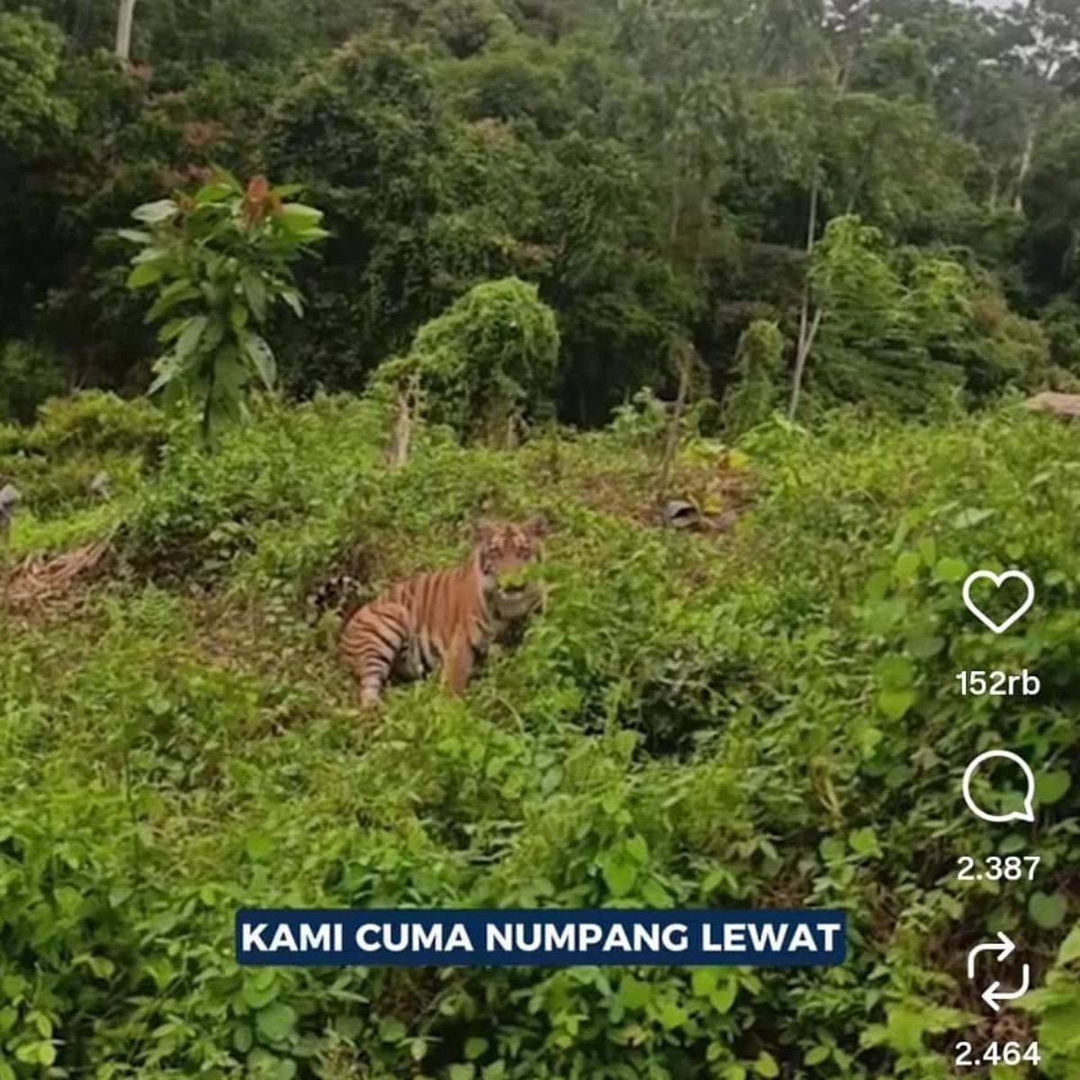 Harimau Sumatra
