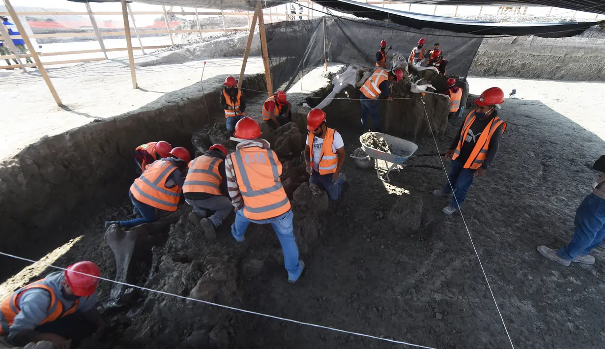 Ahli paleontologi dari Institut Antropologi Nasional bekerja menggali kerangka mammoth yang ditemukan di Pangkalan Militer Santa Lucia di Kotamadya Zumpango, Meksiko (8/9/2020). (AFP/Rodrigo Arangua)