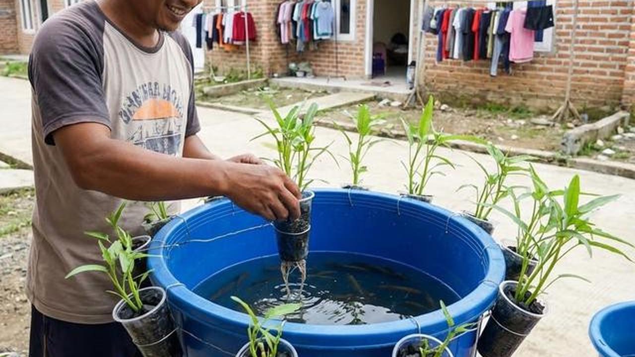 Cara Buat Kolam Lele dari Ember, Hasil Panen Sehat dan Melimpah