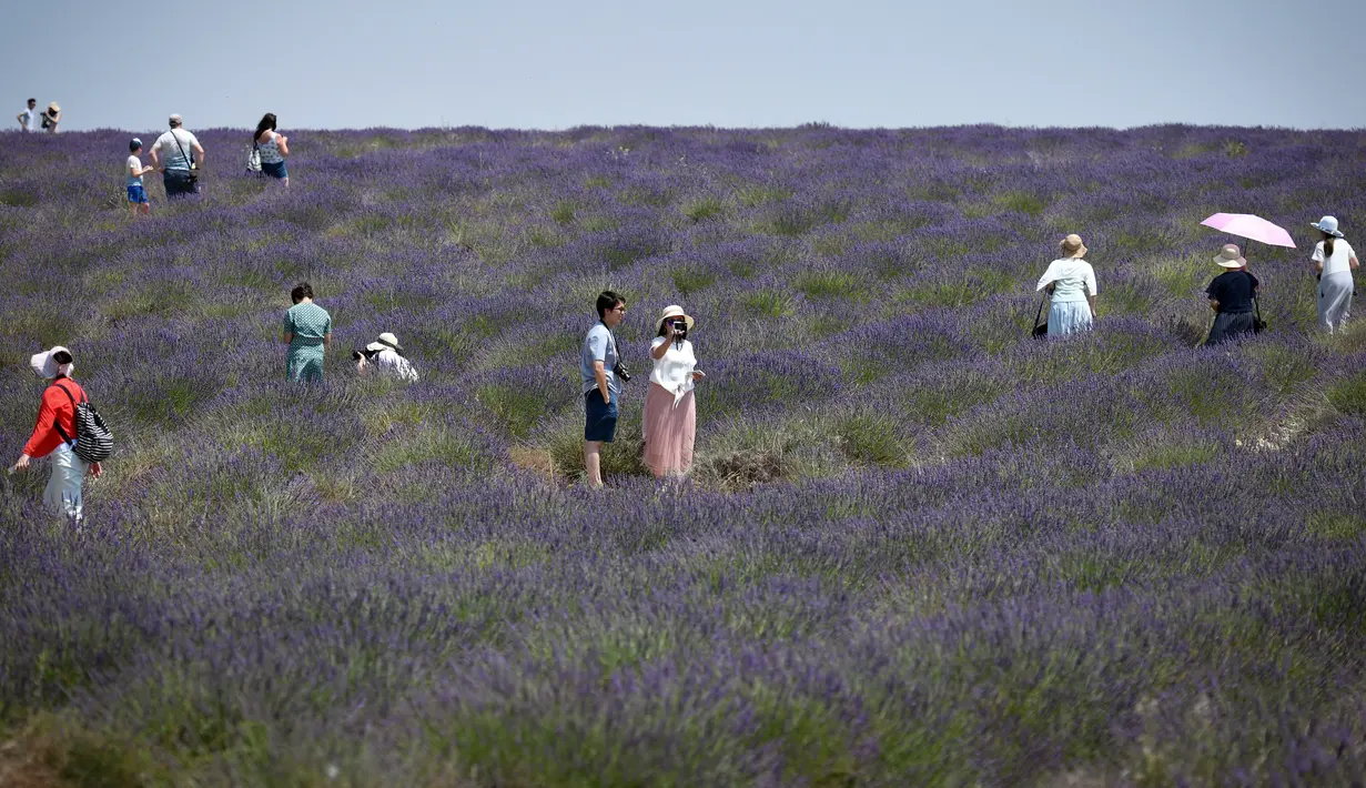 Wisatawan Asia berfoto ketika mereka berjalan melintasi ladang lavender di Valensole, sebelah tenggara Prancis pada 29 Juni 2019. Kebun lavender yang mekar mulai akhir Juni hingga Agustus ini adalah objek wisata yang populer bagi turis Asia. (Photo by GERARD JULIEN / AFP)