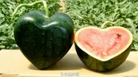 Para petani di China kembali menciptakan buah semangka berbentuk hati yang tak kalah mencengangkan dengan semangka kotak.