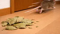 6 Cara Membunuh Tikus dengan Bahan Alami Tanpa Bau, Solusi Aman dan Efektif di Rumah