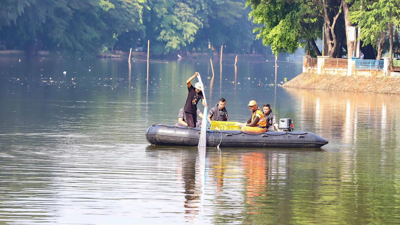 FOTO: TNI AL Bantu  Memusnahkan Ikan Sapu Sapu di Setu babakan
