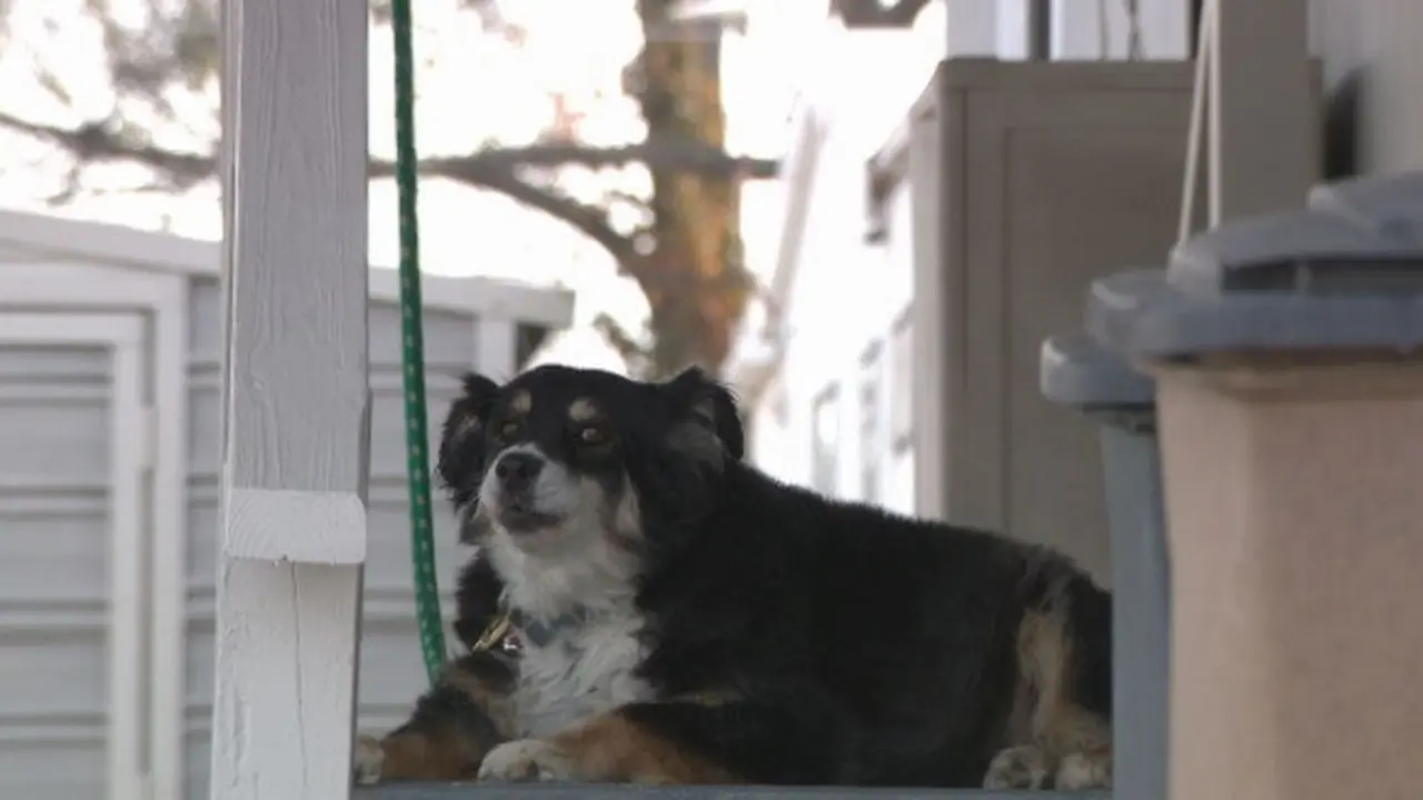 Lulu
