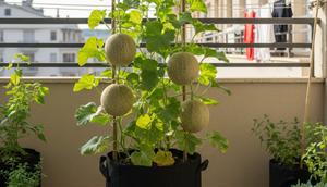 Ilustrasi Tanaman Buah Melon di Teras Mini/Gemini AI