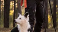 8 Dog Breeds That Are Ideal Companions for Sagittarius Signs
