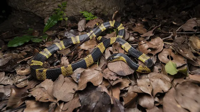 Banded Krait
