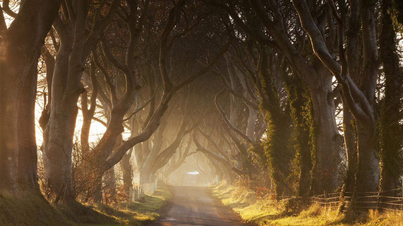 Dark Hedges