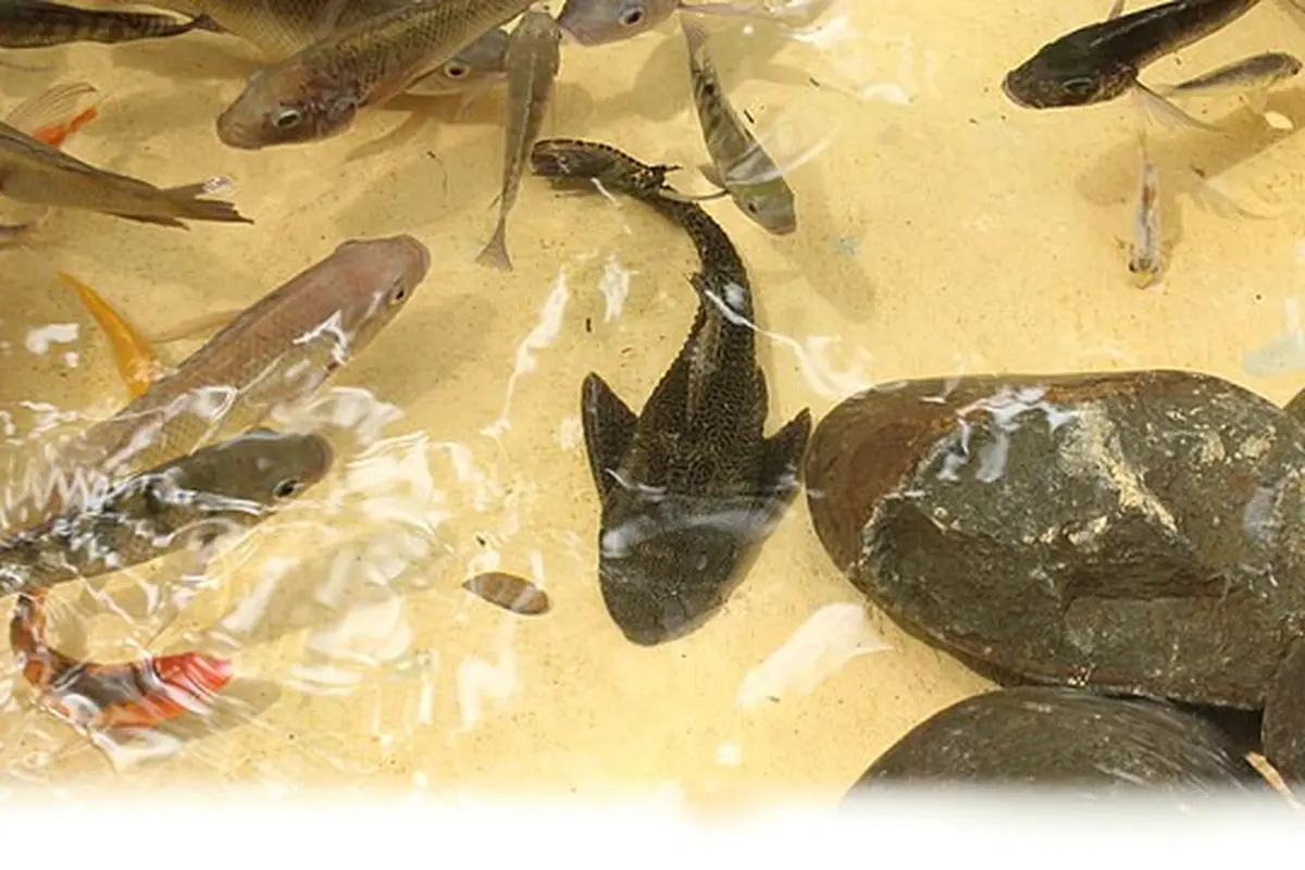 Cara Mengolah Ikan Sapu-Sapu Jadi Pakan Ternak, Berkualitas Tinggi