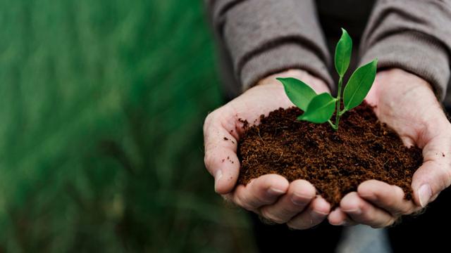 Ilustrasi menanam pohon, Hari Pohon Sedunia