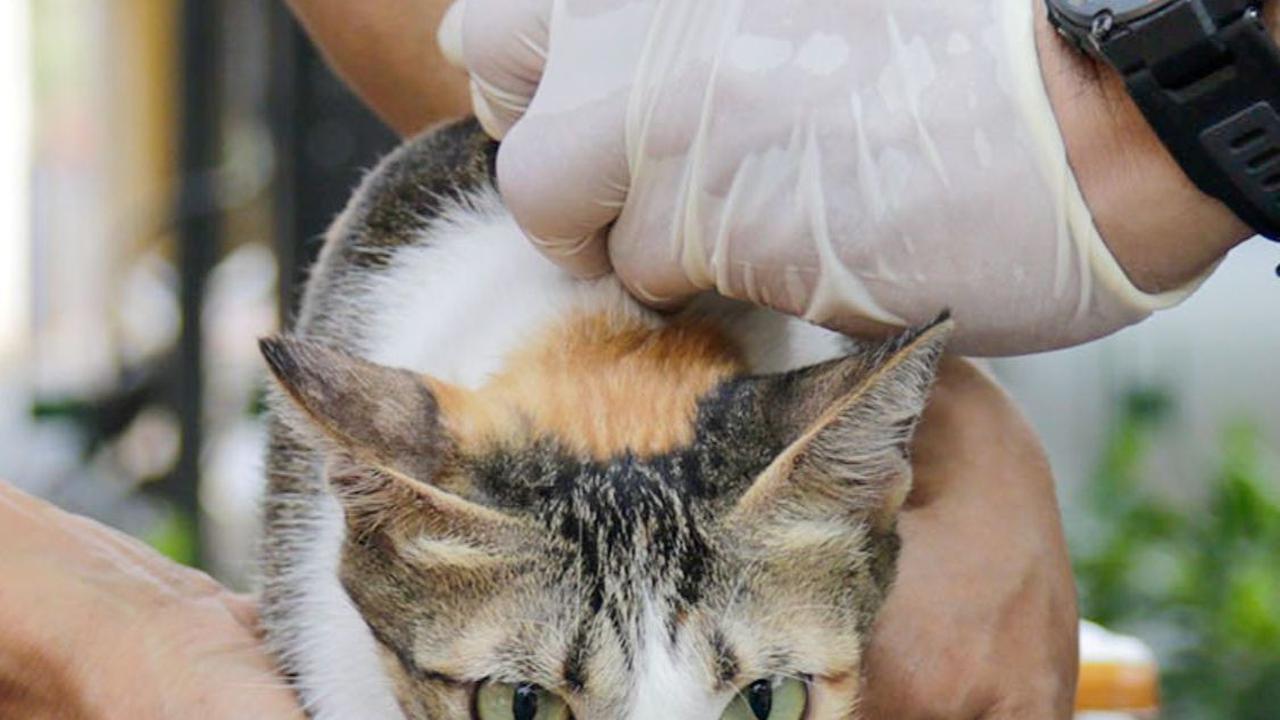 FOTO: Antusiasme Pemilik Hewan Serbu Vaksinasi Rabies Gratis di Tebet