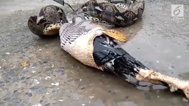 VIDEO: Detik-Detik Ular Piton Muntahkan Ayam Jago