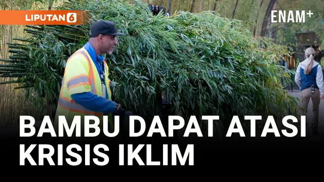 VIDEO: Bambu dapat Membantu Planet Mengatasi Krisis Iklim yang Kompleks