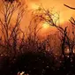 Ilustrasi kebakaran hutan dan lahan di Australia selama musim kemarau, lazim dikenal sebagai fenomena Bushfire (Rob Griffith / AFP PHOTO)