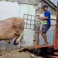 Berbobot 1,3 ton, sapi bernama Bawor akan disembelih di Kota Medan