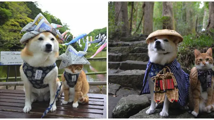 Photo copyright Rocketnews24.com