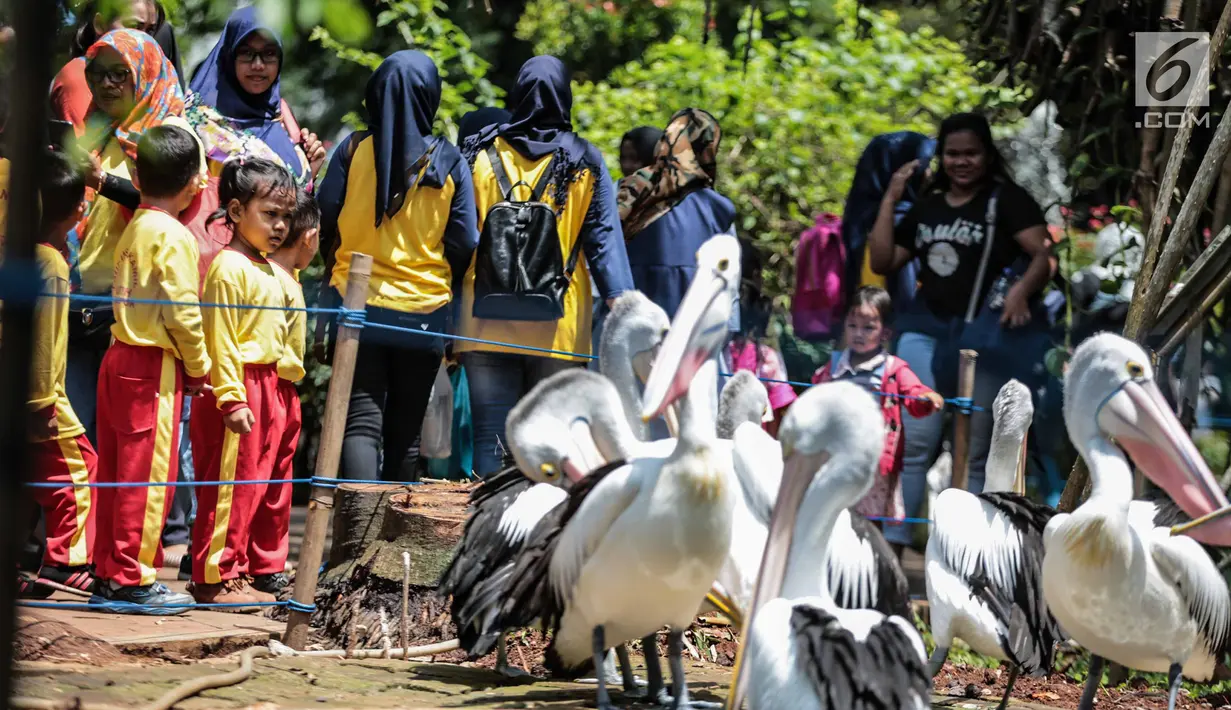 Sejumlah anak TK melihat burung pelikan di Taman Marga Satwa Ragunan, Jakarta, Kamis (13/12). Kegiatan tersebut juga untuk memberikan wawasan kepada anak-anak betapa pentingnya mencintai satwa. (Liputan6.com/Faizal Fanani)