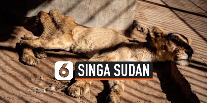 VIDEO: Viral, Penampakan Singa Kurus di Kebun Binatang Sudan