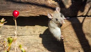 Ilustrasi Tikus/https://unsplash.com/Joshua J. Cotten