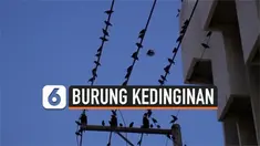Ribuan burung jalak berlindung ke pusat kota di Uthai Thani, Thailand. Burung-burung tersebut turun untuk menghangatkan diri selama musim dingin.