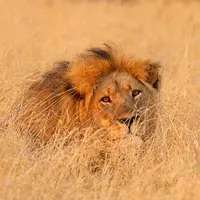 Ini dia alasan kenapa Cecil si singa enggak seharusnya dibunuh.