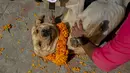 Perempuan Nepal meletakkan kelopak bunga marigold pada seekor anjing polisi selama perayaan festival Tihar di sebuah divisi kennel di Kathmandu, Rabu (3/11/2021). Anjing disembah untuk mengakui peran mereka dalam memberikan keamanan selama hari kedua festival Tihar. (AP Photo/Niranjan Shrestha)