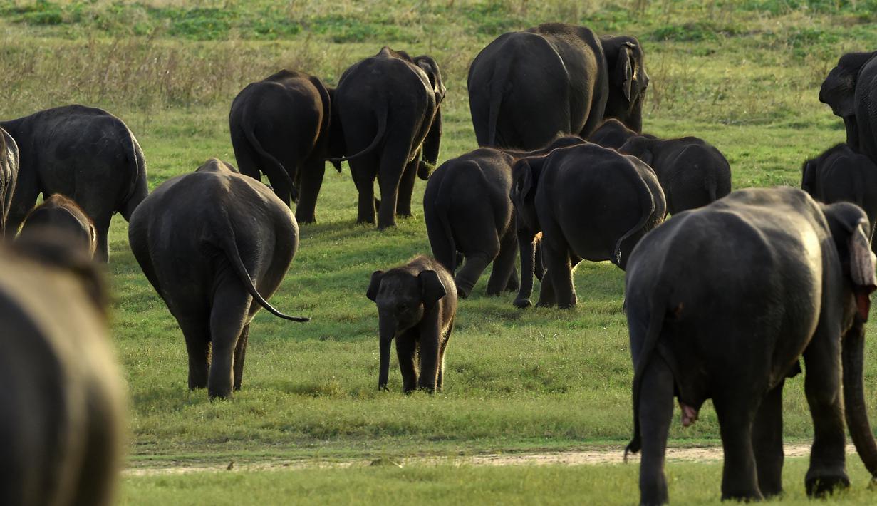 Foto Taman Nasional Kaudulla Tempat Kumpulnya Para Gajah