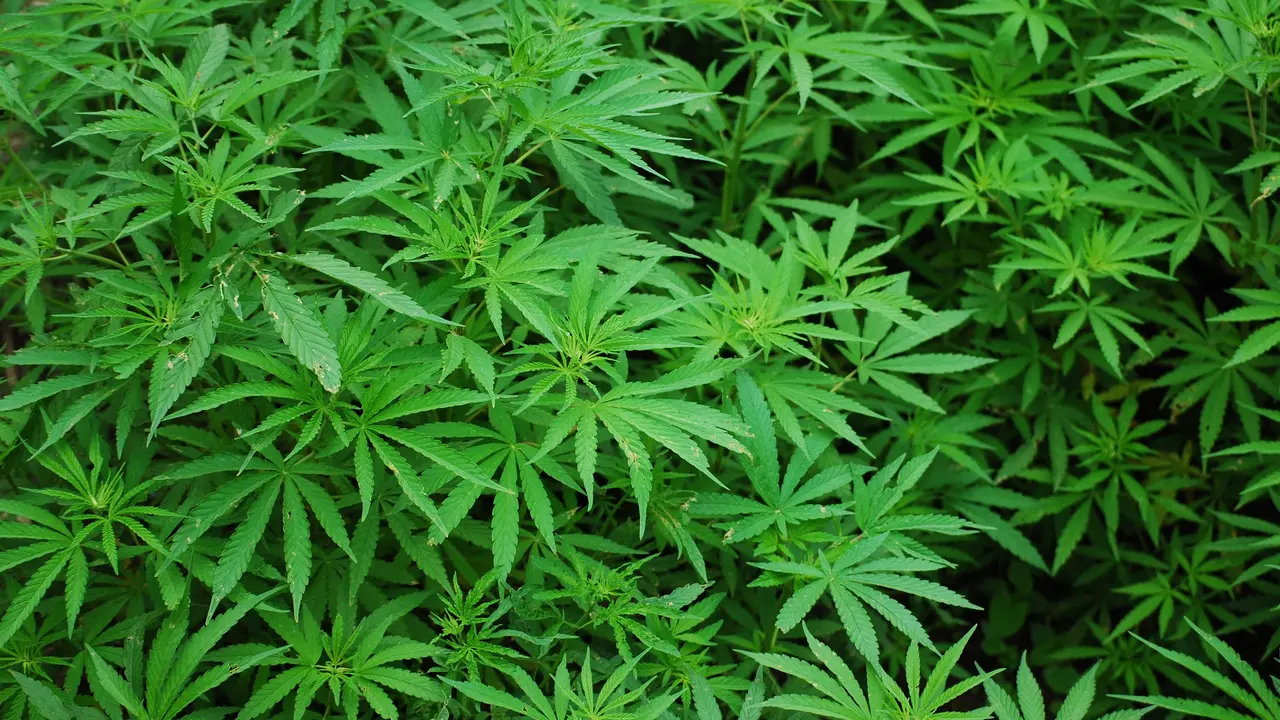 Ilustrasi Marijuana
