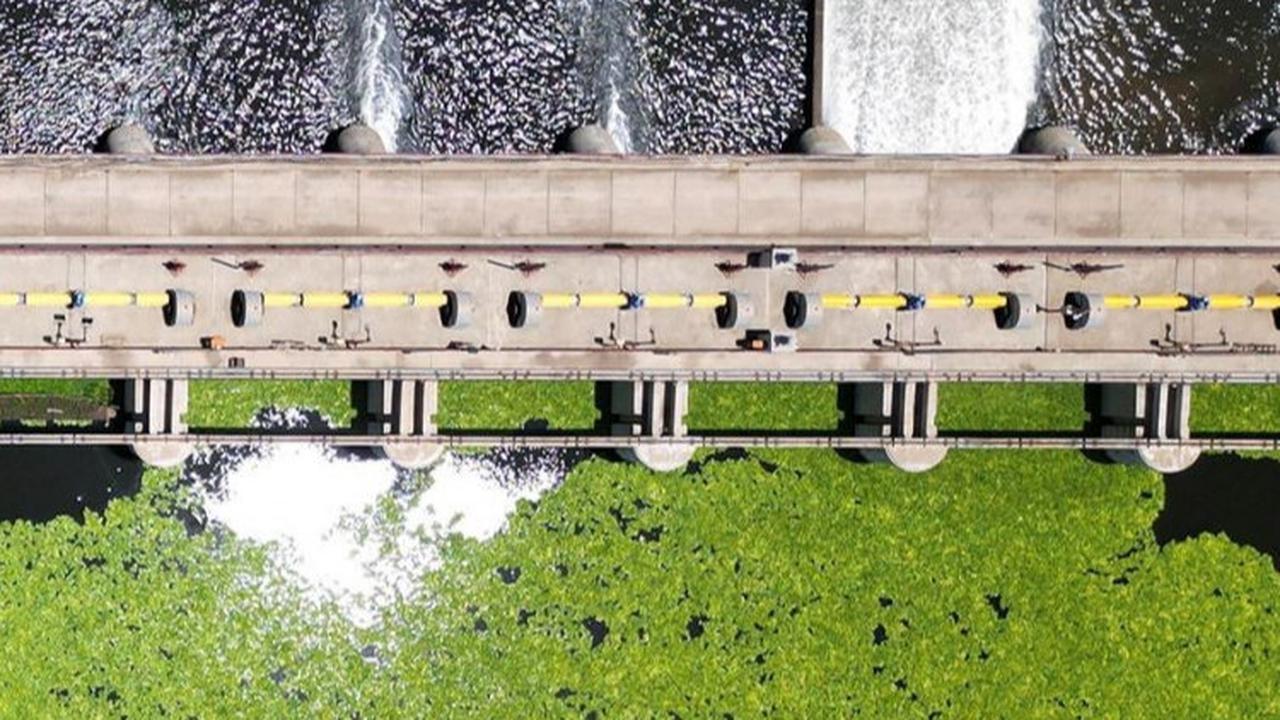 Untungnya sebuah bendungan di Vaal Barrage mampu memperangkap tumbuhan selada air itu agar tak meluas mengalir. Foto: REUTERS / Shiraaz Mohamed
