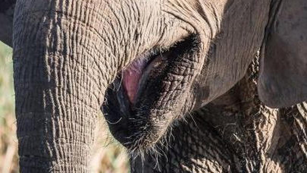 7. Gajah<br>