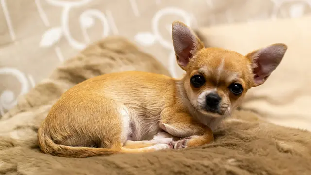 Chihuahua