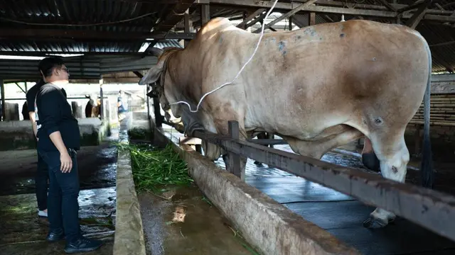 Sapi Bawor
