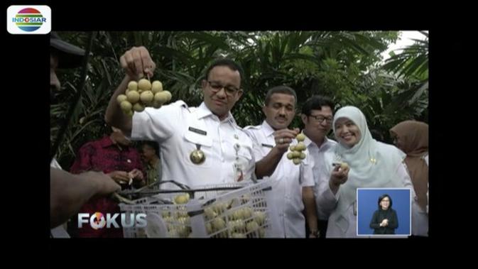 gubernur anies baswedan panen duku dan