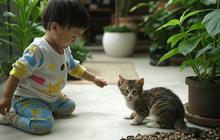 Cara Membuat Taman Dalam Rumah yang Cocok untuk Keluarga dengan Anak Kecil dan Hewan Peliharaan