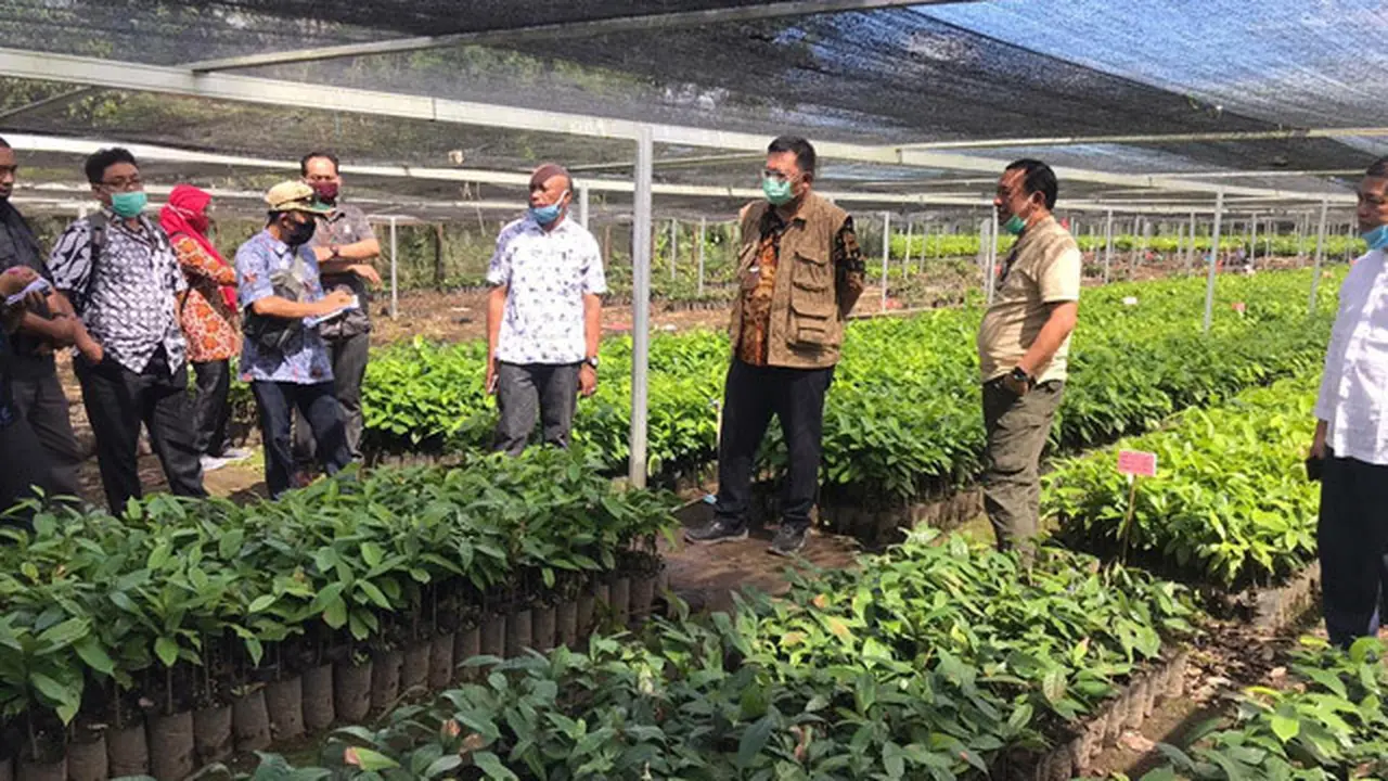 Rehabilitasi Cengkeh, Kementan Beri Bantuan Benih Cengkeh ke Petani di Halmahera Barat