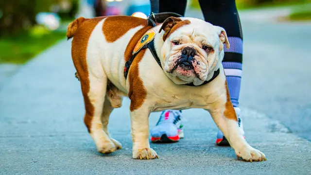 Bulldog