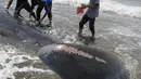 Aktivis lingkungan mengukur panjang paus yang mati terdampar di Pantai Alue Naga, Banda Aceh, Kamis (4/8). Paus tersebut memiliki panjang 10 meter dan berat sekitar 2 ton. (AFP PHOTO/ Chaideer Mahyuddin)