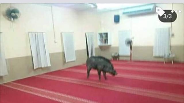 Babi Hutan Masuk Mesjid, Lukai Seorang Jemaah