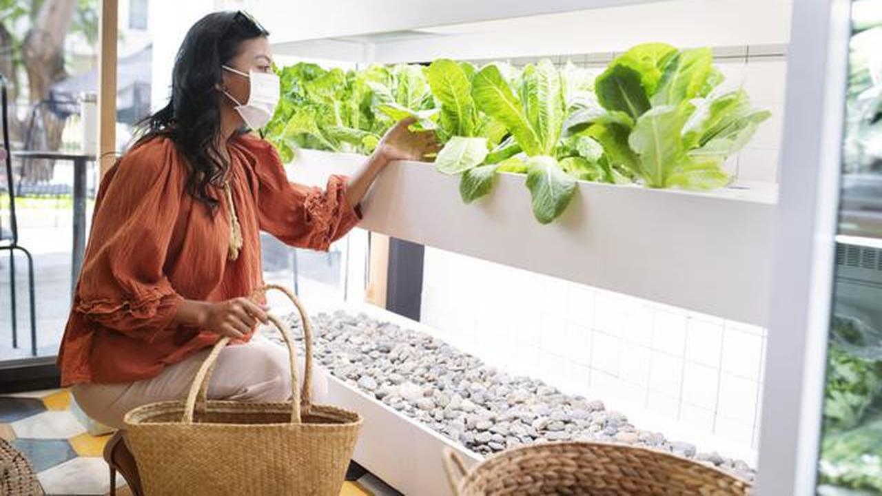 Cara Membuat Kebun Sayur di Teras Rumah Kecil agar Tetap Estetik