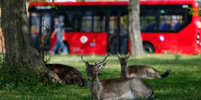 Lockdown, Sejumlah Rusa Muncul ke Permukiman Warga London