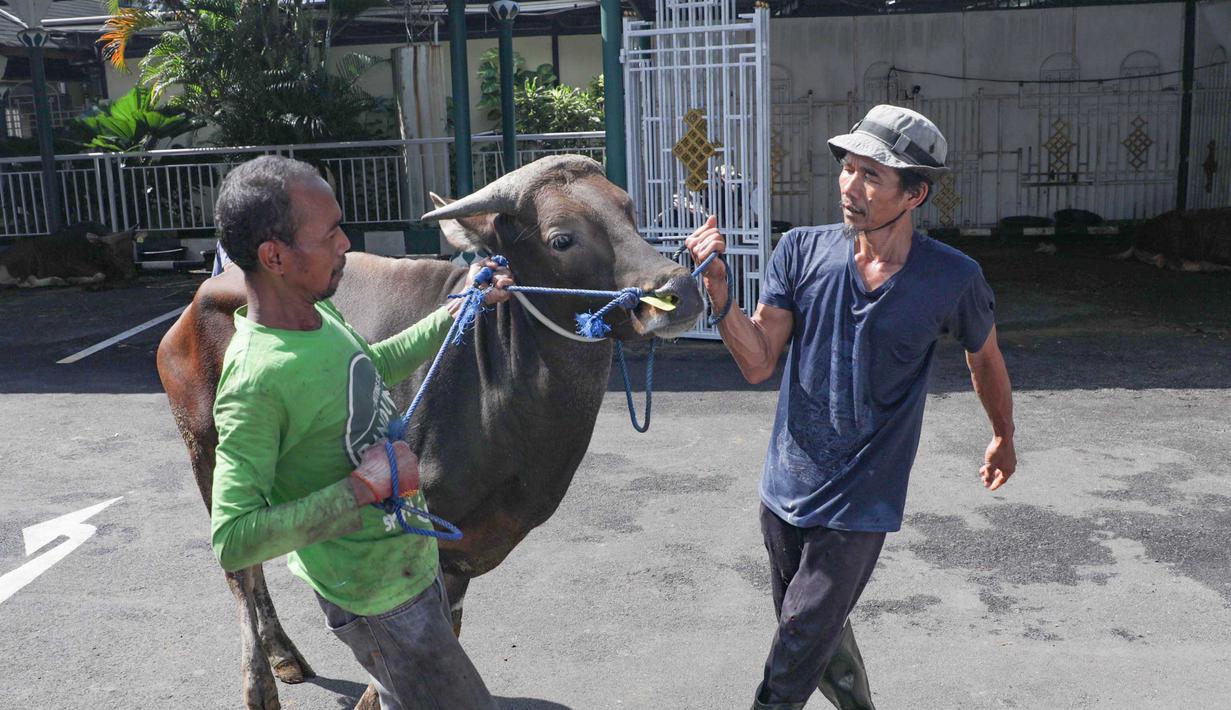 Petugas bersiap menyembelih sapi kurban di Masjid Sunda Kelapa, Jakarta, Rabu (27/5/2026). (merdeka.com/Arie Basuki)