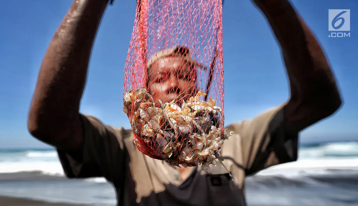 Marsiono menunjukkan binatang undur-undur atau yutuk di bibir Pantai Bocor, Kabupaten Kebumen, Jawa Tengah, Sabtu (05/5). Binatang tersebut hidup di dalam pasir laut. (Liputan6.com/Fery Pradolo)