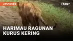 Miris! Harimau di Ragunan Berjalan Lesu dalam Kondisi Kurus Kering