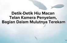 VIDEO Detik-Detik Hiu Macan Telan Kamera Penyelam, Bagian Dalam Mulutnya Terekam