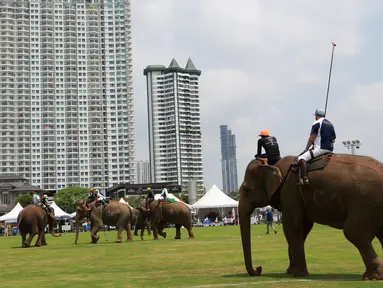 Para pemain Polo menunggang gajah saat bermain dalam turnamen Elephant Polo King's Cup di Bangkok, Thailand (8/3). Turnamen ini digelar bertujuan mengumpulkan dana untuk kehidupan populasi gajah liar. (AP Photo / Sakchai Lalit)