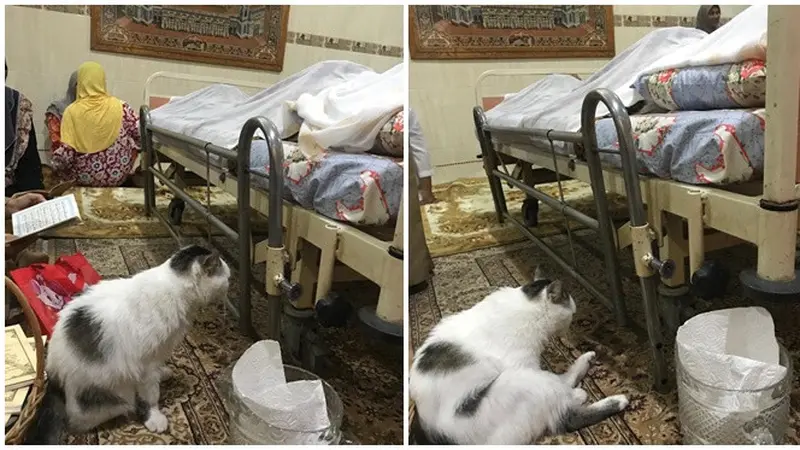 Potret Kucing Tunggui Majikannya yang Telah Meninggal, Kisahnya Bikin Haru