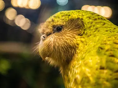 Burung Kakapo bernama Sirocco dipamerkan di cagar alam Orokonui Ecosanctuary di Dunedin, Selandia Baru, 13 September 2018. Tahun ini, burung khas Selandia Baru yang sangat langka itu memenangkan penghargaan Burung Selandia Baru Terbaik Tahun Ini. (New Zealand Bird of the Year). (Xinhua/Yang Liu)