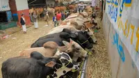 Sapi dipajang sebagai hewan kurban jelang Hari Raya Idul Adha di pasar ternak di Sanaa, Yaman, Rabu (14/7/2021). Saat Idul Adha, umat muslim mengorbankan berbagai hewan seperti sapi, unta, kambing, dan domba. (MOHAMMED HUWAIS/AFP)